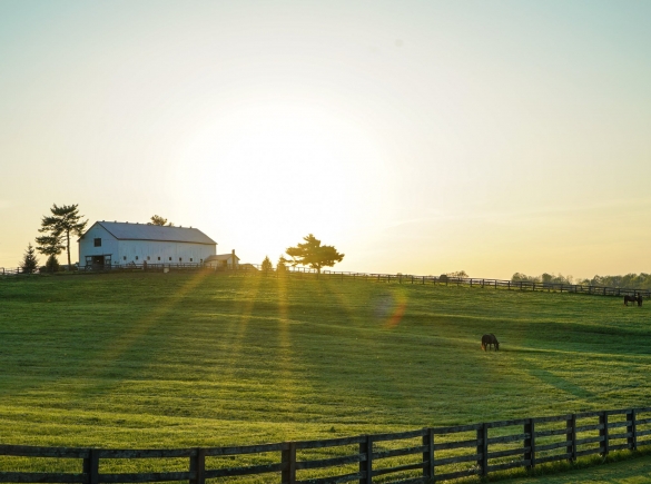 sunrise landscape photo of a farm with barn, fence and animals